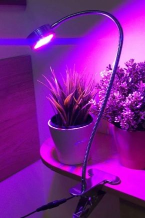 Светодиодные лампы для растений: разновидности и советы по выбору