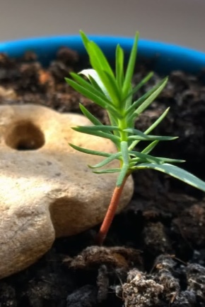 Сколько растет сосна, как ускорить и остановить рост? 