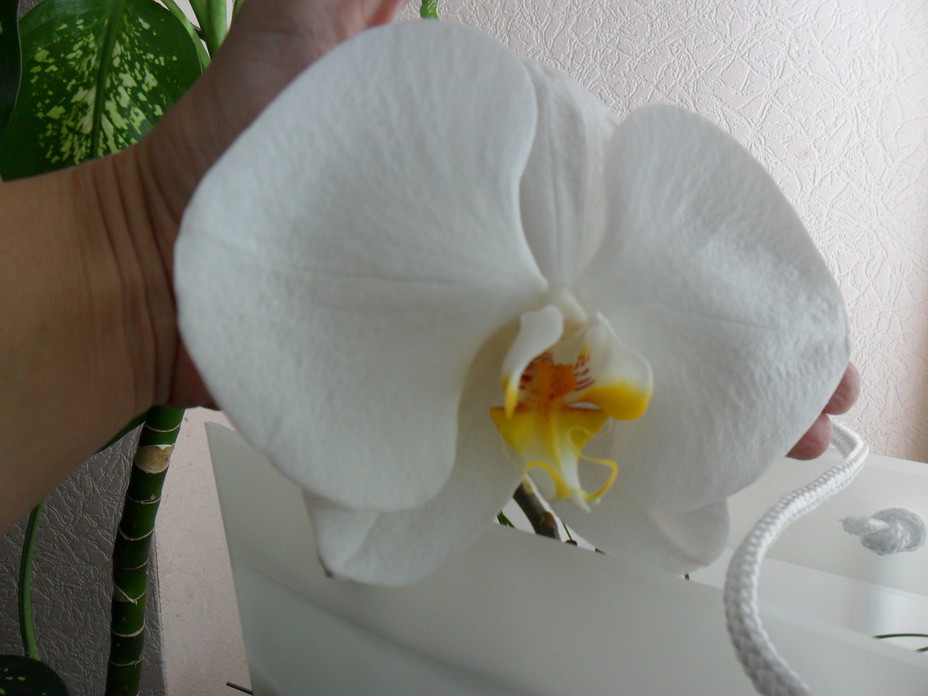 Девица манипулирующая белой орхидеей 16 фото эротики