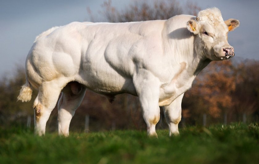 Голландская порода коров фото
