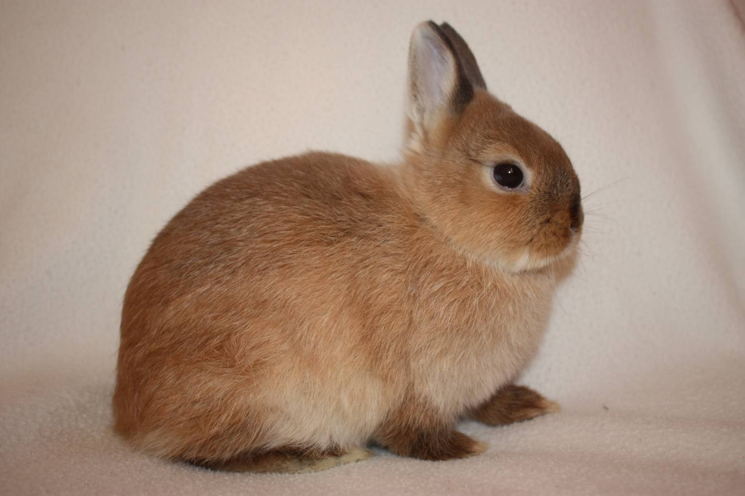 Кролик взрослый фото