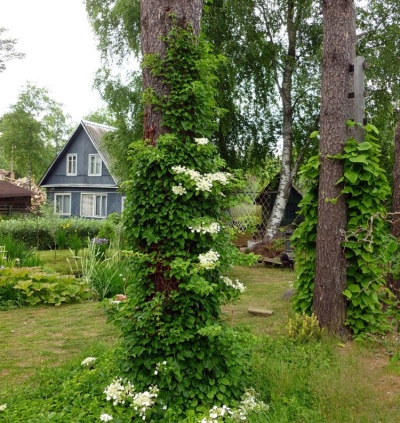 Гортензия черешковая (фото) – посадка и уход в открытом грунте, сорта с названиями, отзывы садоводов