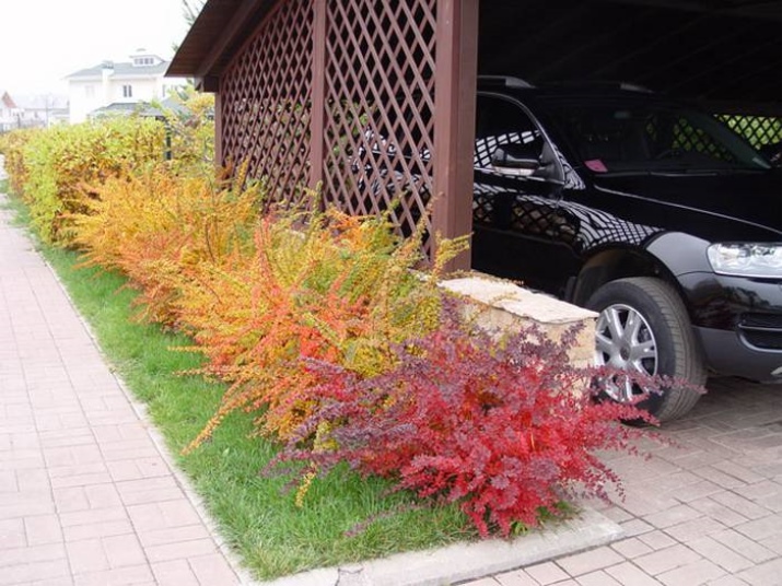 Барбарис Мария (berberis thunbergii Maria): описание, фото в ландшафтном дизайне