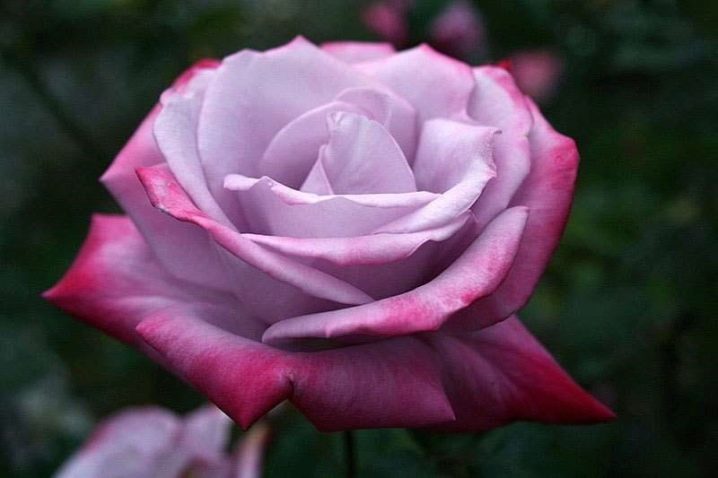 Чайно-гибридные розы: сорта, фото и описание, Черная магия и другие названия