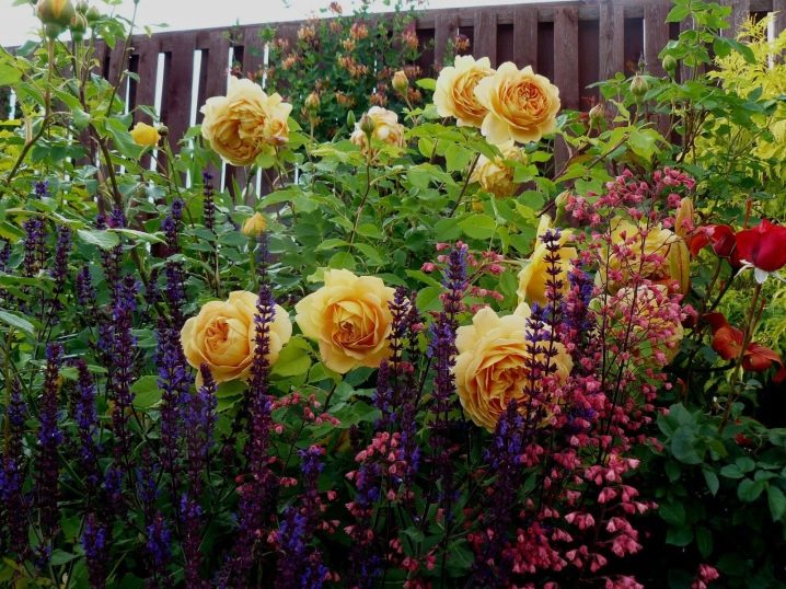 Чайно-гибридные розы: сорта, фото и описание, Черная магия и другие названия