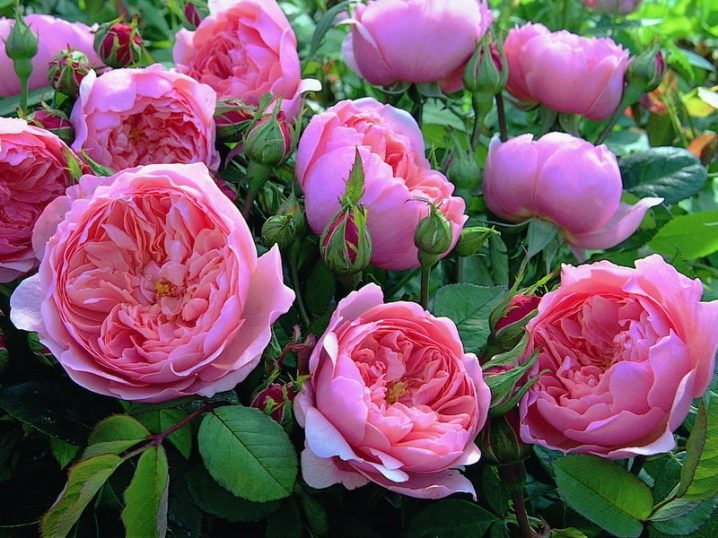 Пионовидные розы: основные сорта, правила выращивания и варианты использования в ландшафтном дизайне