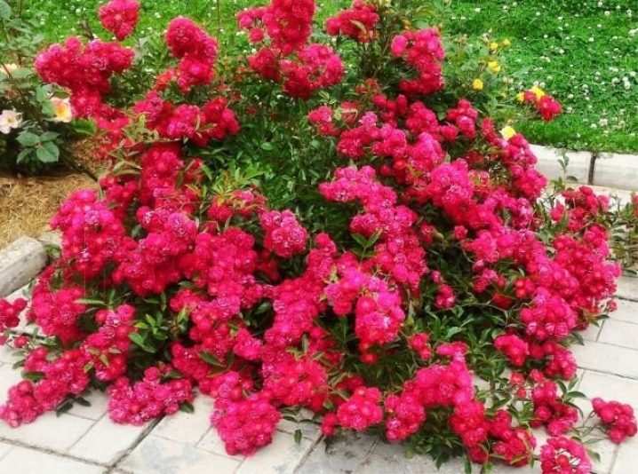 О сортах розы Fairy: описание и характеристики, выращивание почвопокровной розы
