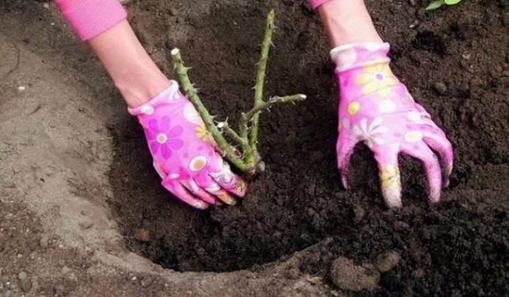 Розы цветущие все лето: сорта зимостойкие, неукрывные непрерывного цветения, какую розу посадить на даче, чтобы цвела всё лето