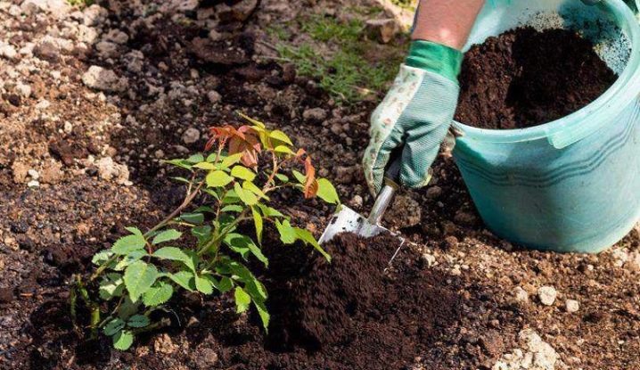 Розы цветущие все лето: сорта зимостойкие, неукрывные непрерывного цветения, какую розу посадить на даче, чтобы цвела всё лето