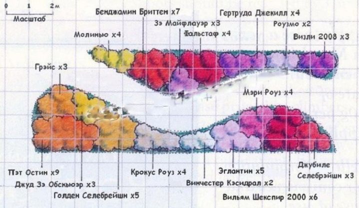 Выращивание садовых роз в открытом грунте: советы и правила