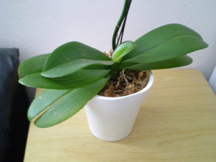 Варианты как правильно сажать орхидею: в горшок, из детки, без корней и другие