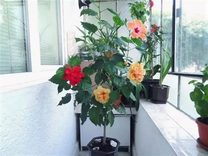 Как размножается китайская роза в домашних условиях