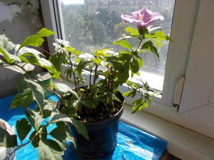 Как размножается китайская роза в домашних условиях
