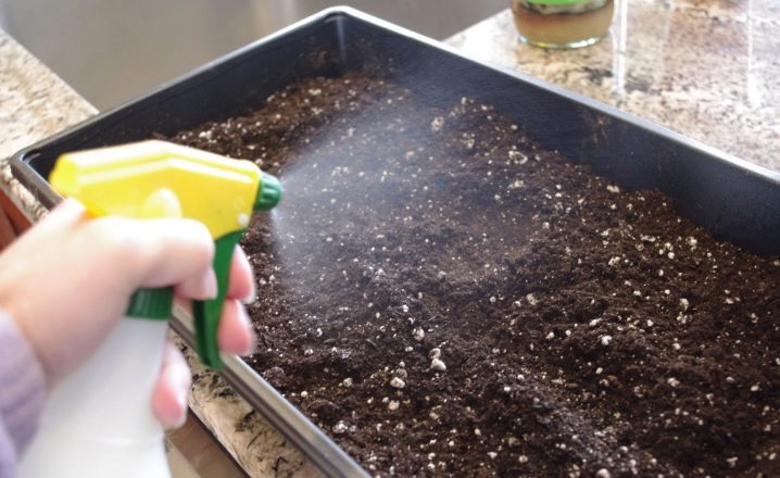 Особенности выращивания антуриума из семян в домашних условиях