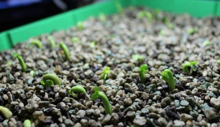 Адениум из семян - выращивание в домашних условиях, посев, проблемы, фото, видео