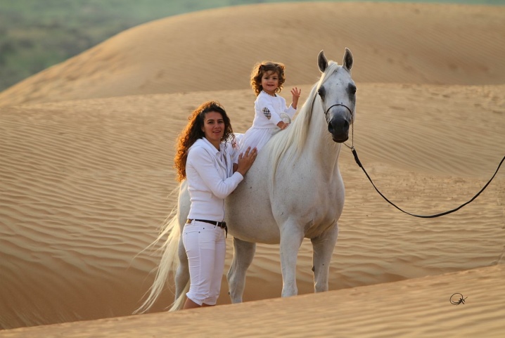 Арабская лошадь - описание породы, уход за лошадью