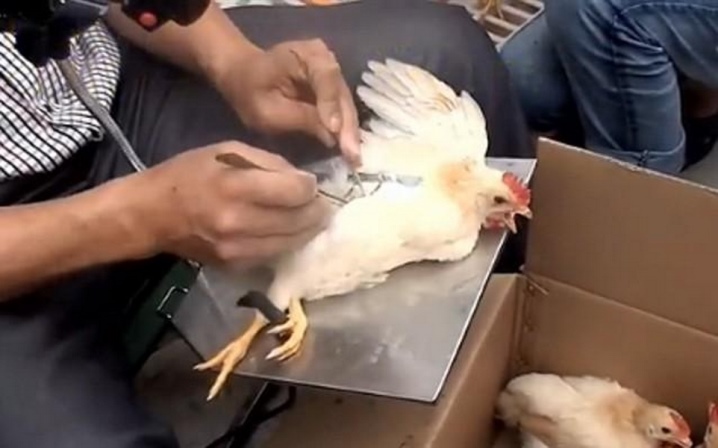 Бресс-гальская порода кур