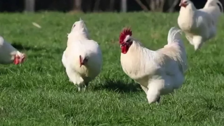 Бресс-гальская порода кур