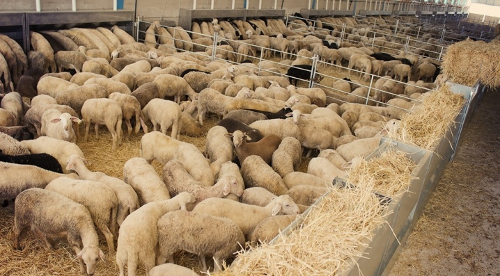 Что едят овцы? Чем кормить баранов в домашних условиях? Кормление зимой. Корма и витамины для откорма на мясо. Сколько овцам нужно сена и можно ли давать пшеницу?