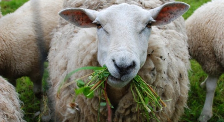 Что едят овцы? Чем кормить баранов в домашних условиях? Кормление зимой. Корма и витамины для откорма на мясо. Сколько овцам нужно сена и можно ли давать пшеницу?