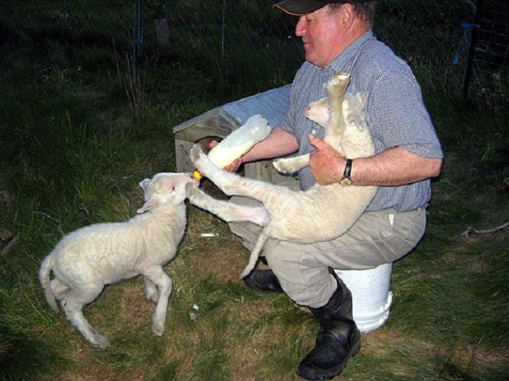 Гиссарская порода овец: фото и характеристики