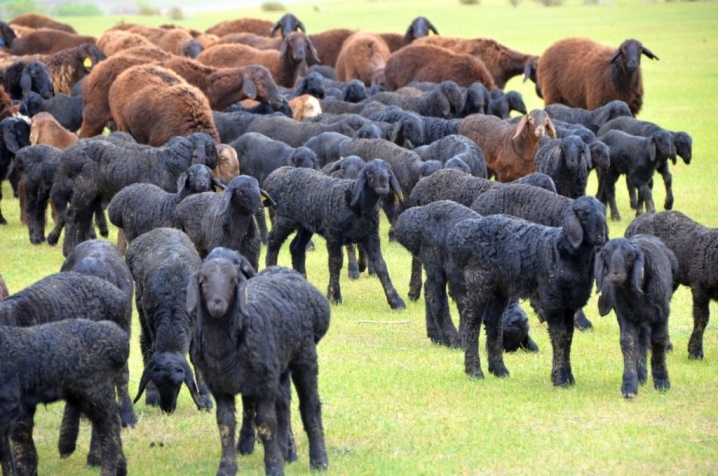 Гиссарская порода овец: фото и характеристики