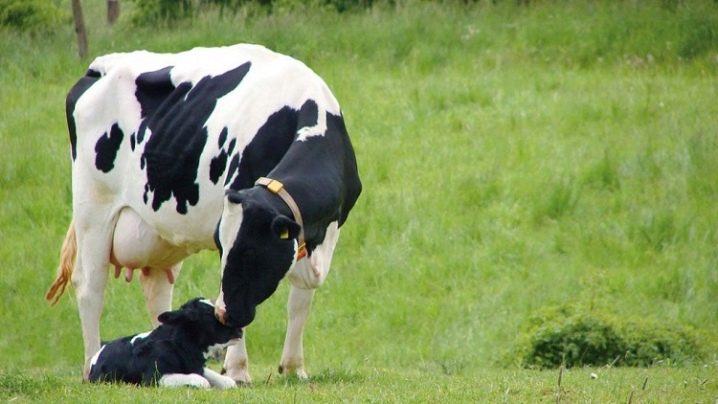 Голштинская порода коров: характеристика, описание, фото животных с черно-пестрым и иным окрасом, и сколько стоит голштинизированный вид КРС?