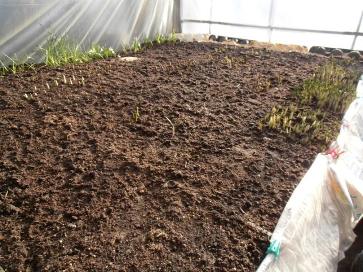 вырастить тюльпаны из семян в домашних условиях 2021