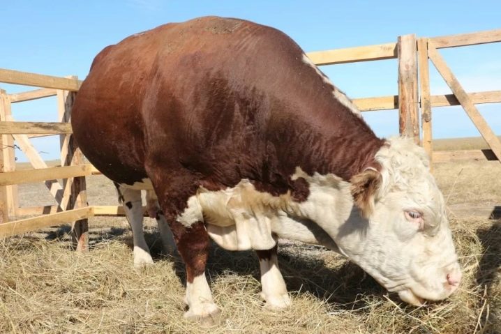 Казахская белоголовая порода коров: характеристика и описание