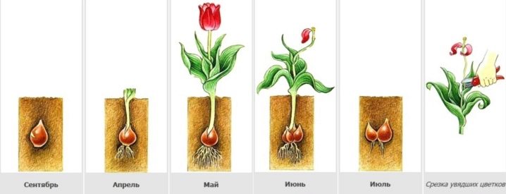Луковицы тюльпанов (37 фото): когда их сажать и как выращивать? Когда выкапывать клубни и как хранить их зимой? Как посадить и вырастить дома? Можно ли спасти замерзшие луковицы?