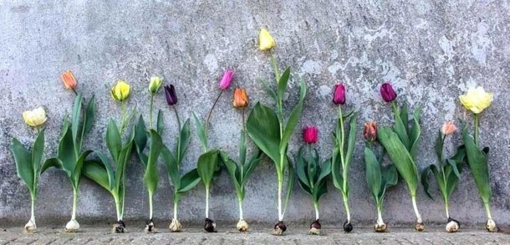 Луковицы тюльпанов (37 фото): когда их сажать и как выращивать? Когда выкапывать клубни и как хранить их зимой? Как посадить и вырастить дома? Можно ли спасти замерзшие луковицы?