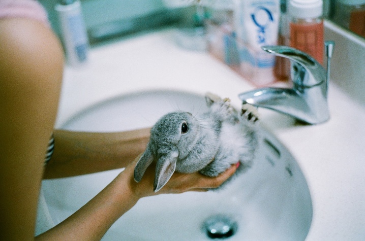 Можно ли мыть декоративных кроликов: процесс купания (видео)