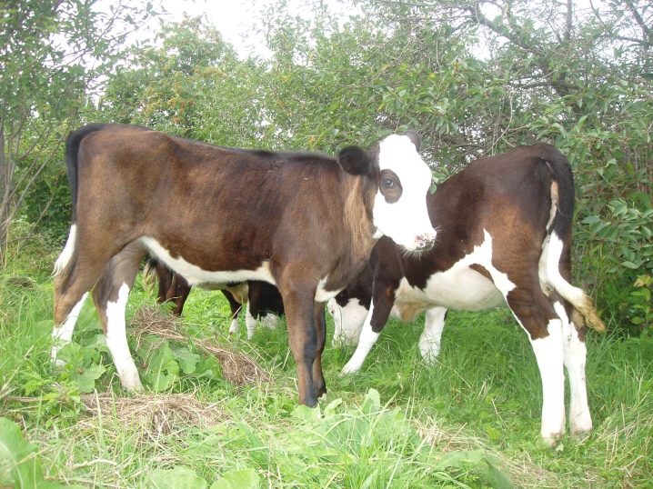 Ярославская порода коров, характеристика, отзывы