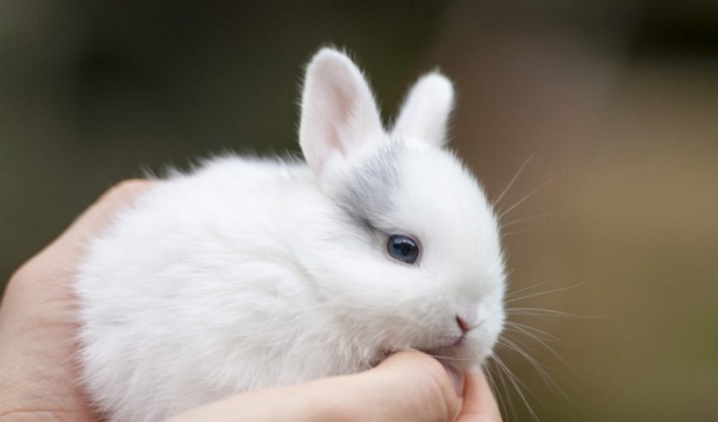 Как определить пол кролика: ? отличия по гениталиям, телосложению и поведению