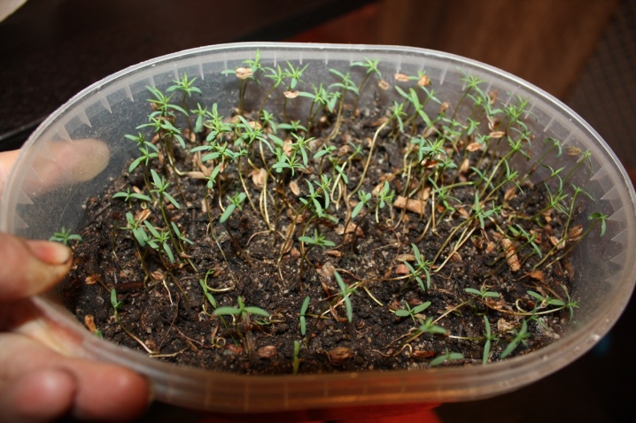 Выращивание туи из семян в домашних условиях: когда сажать, как посадить, как вырастить
