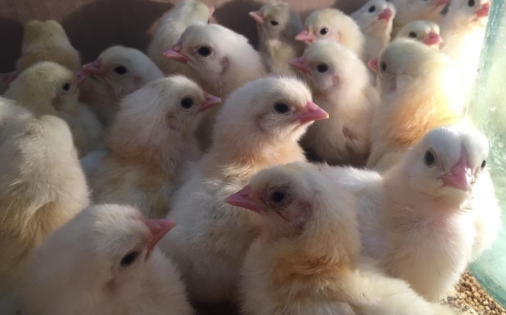 Температура для цыплят в первые дни жизни, режим для бройлеров