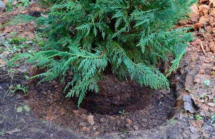 Можжевельник Репанда (Repanda): описание, фото, посадка и уход