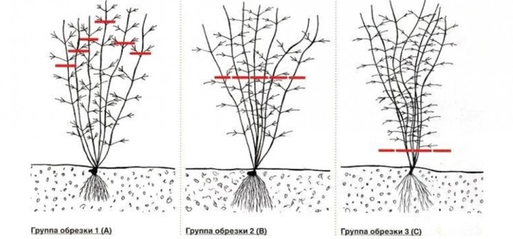 Клематисы - посадка и уход в открытом грунте, способы размножения и секреты пышного цветения