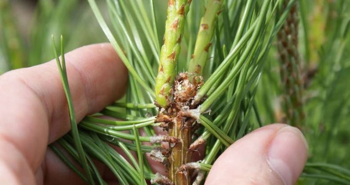 Сосна горная (Pinus Mugo): описание, виды и сорта, посадка и уход, размножение