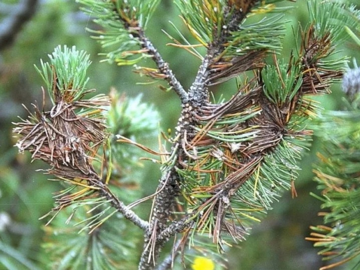 Сосна горная (Pinus Mugo): описание, виды и сорта, посадка и уход, размножение