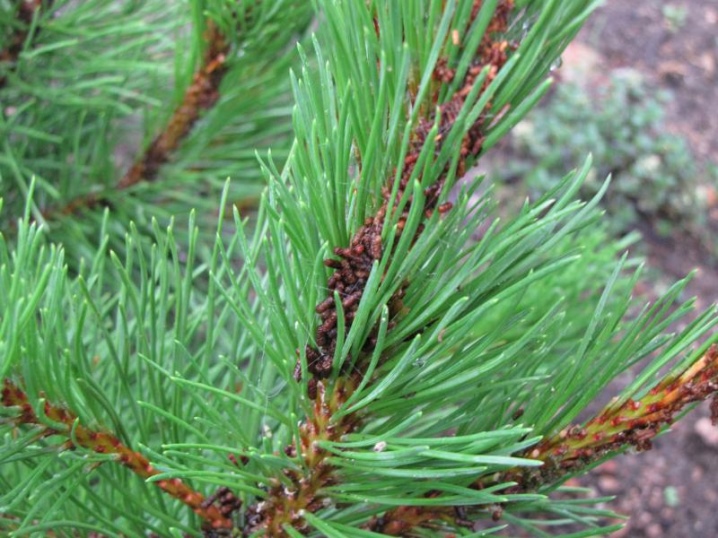 Сосна горная (Pinus Mugo): описание, виды и сорта, посадка и уход, размножение