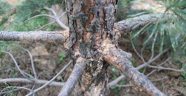 Сосна горная (Pinus Mugo): описание, виды и сорта, посадка и уход, размножение