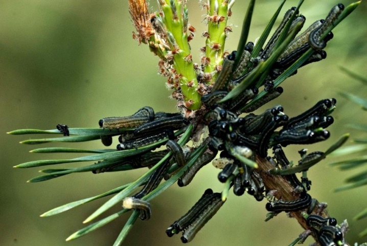 Сосна горная (Pinus Mugo): описание, виды и сорта, посадка и уход, размножение