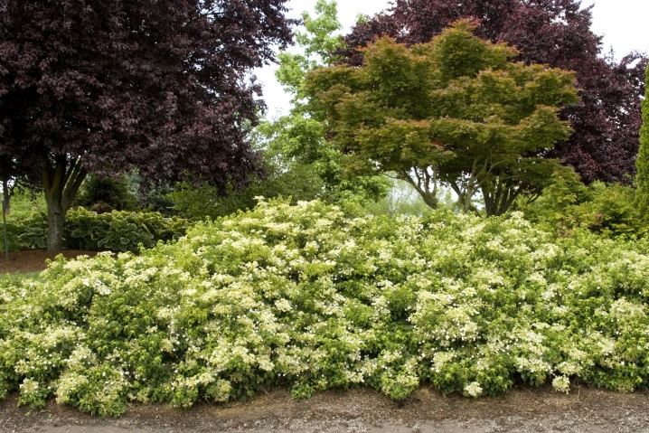 Гортензия черешковая (фото) – посадка и уход в открытом грунте, сорта с названиями, отзывы садоводов