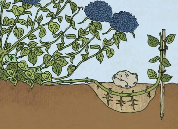 Гортензия Анабель (15 фото) – описание, посадка и уход в открытом грунте, отзывы садоводов