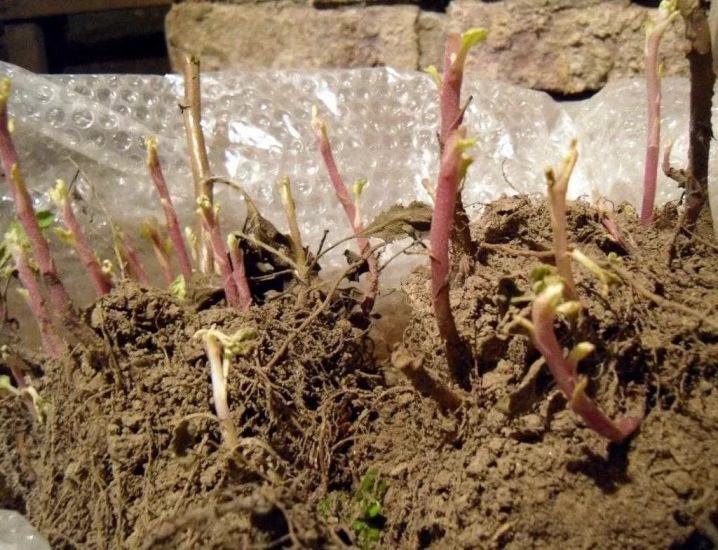 Как сохранить хризантемы зимой: уход в открытом грунте, правила подготовки, выкапывание
