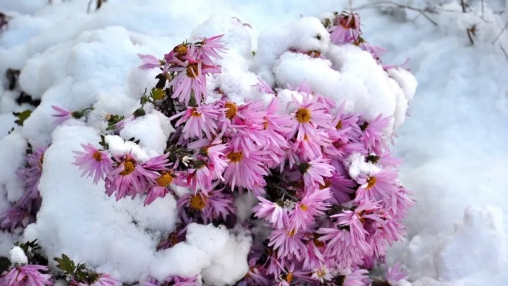 Как укрыть хризантемы на зиму, способы укрытия
