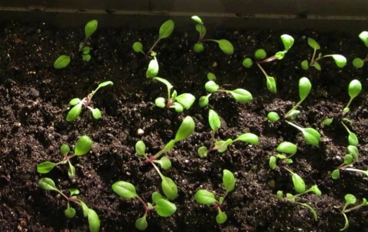 Выращивание мальвы многолетней из семян в открытом грунте, как сеять на рассаду