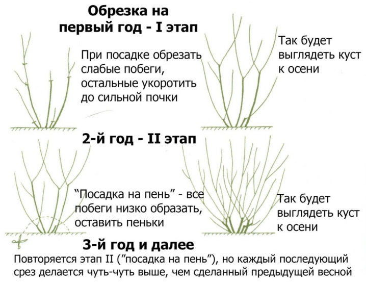 Правила посадки и ухода за барбарисом Грин Карпет: как поливать, обрезать, удобрять