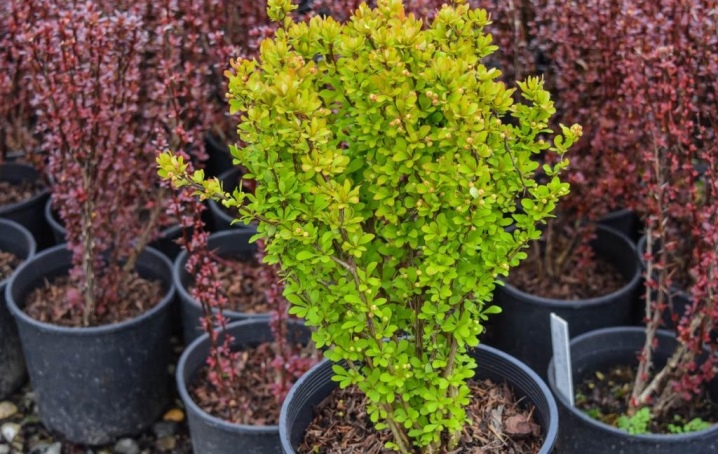 Барбарис Мария (berberis thunbergii Maria): описание, фото в ландшафтном дизайне